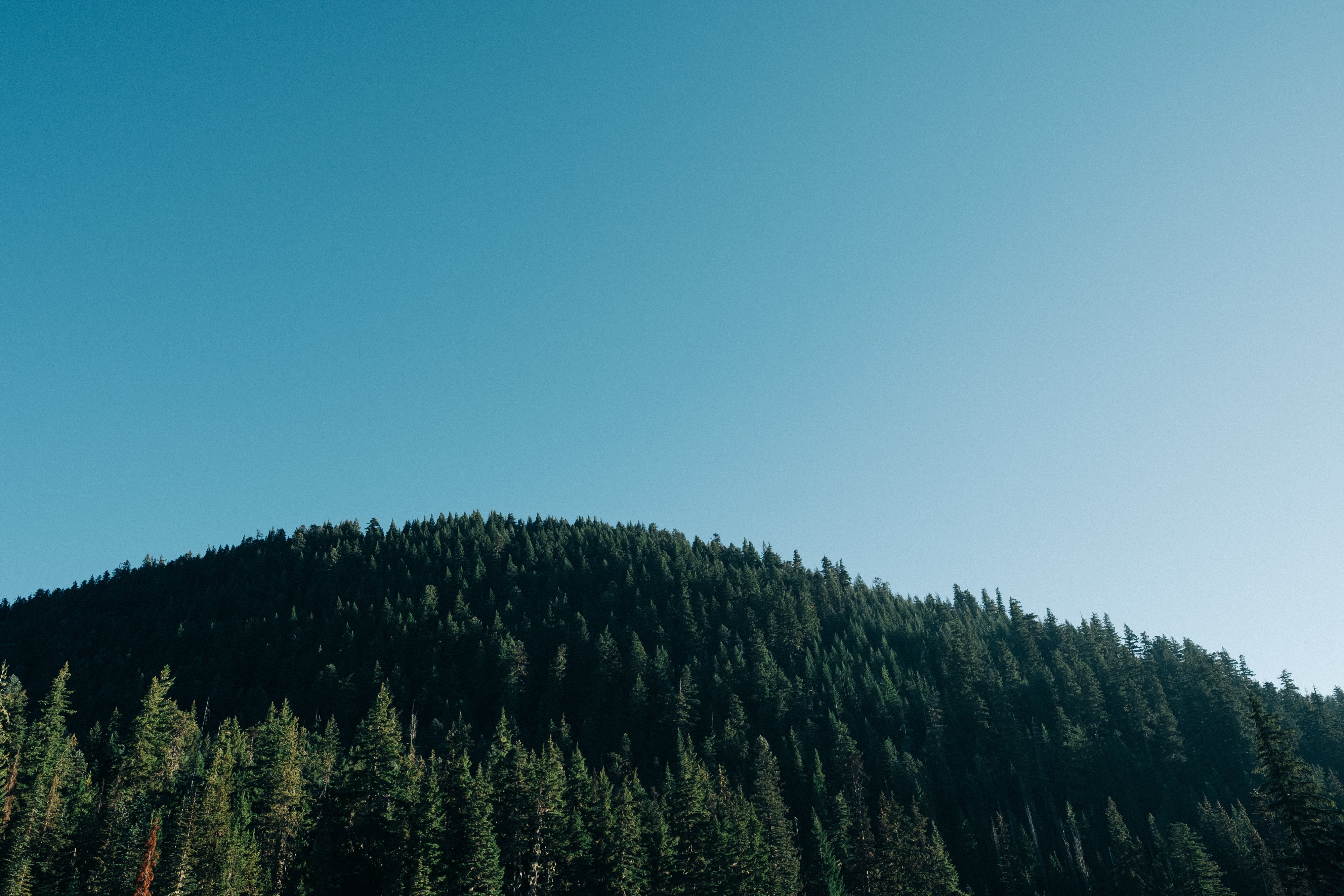 bright-blue-sky-over-oregon-forest__PID:69202f33-2d41-4c5f-8274-482c51a6cbe9