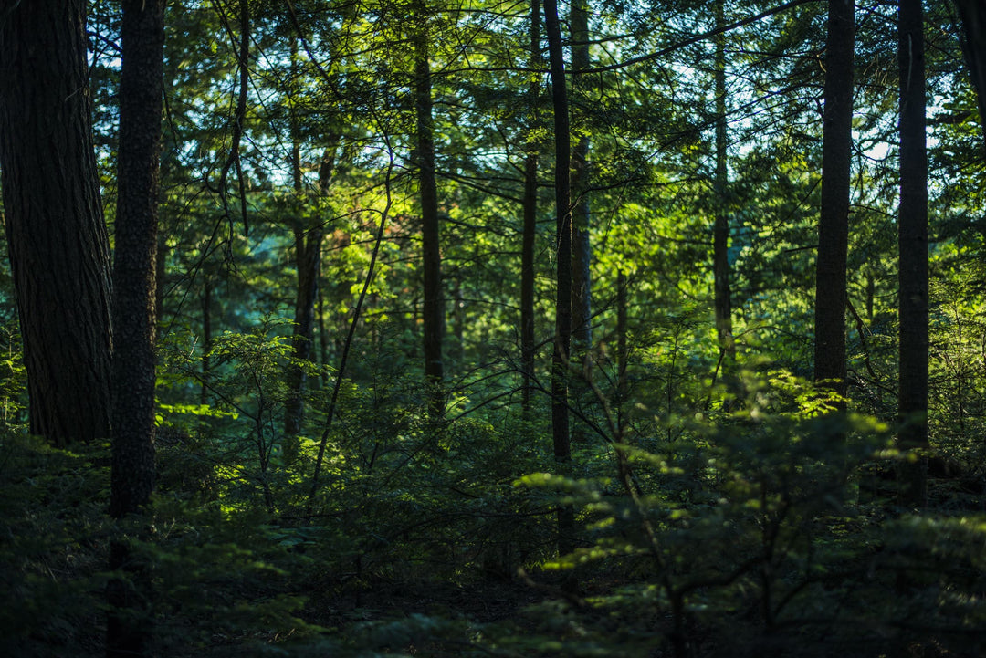 thick-lush-green-forest-min.jpg__PID:c0804c4b-3047-4fb7-9f76-5c014cc0d55d